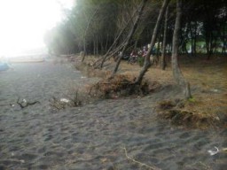 Abrasi, Hutan Cemara Udang di Pantai TPI Tempusari Rusak