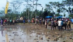 Syukuran Desa Selok Gondang, Gelar Kerapan Kerbau.