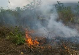 Bersihkan Ilalang, Untuk Selamatkan Tanaman Konservasi di Lereng Lemongan