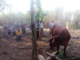 Warga Kalidilem Geger Penemuan Sapi Curian di Tengah Kebun Tebu