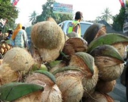 Pasca Lebaran Idul Fitri, Harga Kelapa Merosot Turun