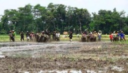 Sambut Musim Cocok Tanam, Puluhan Warga Lumajang Gelar Kerapan Kerbau