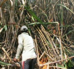 Hektaran Lahan Tebu, Nyaris Terbakar