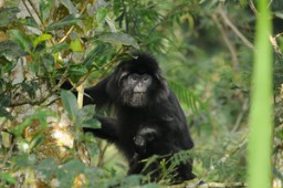 Ratusan Hektar Hutan TNBTS Terbakar, Lutung Jawa Terancam Turun Gunung