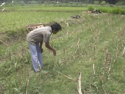 Kekeringan Mulai Ancam Ratusan Hektare Lahan Pertanian di Lumajang