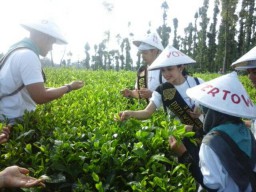 Lumajang Tourism Camp, Para Wanita-wanita Cantik Gelar Petik Daun Teh