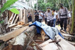 Waduh, Polres Lumajang Grebek Gudang Kayu Illegal di Desa Gondoruso