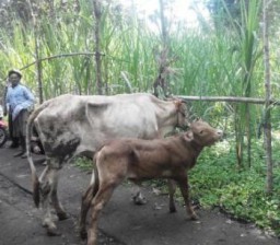 Nyaris Amblas Digondol Maling, Empat Ekor Sapi Ditemukan Di Tengah Kebun Tebu