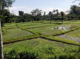 Eaallahhh, Sayur Teladak Nan Murah Tak Tumbuh Baik Dimusim Hujan