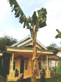 Menjulang ke Langit, Pisang Merdeka Wonogriyo Hebohkan Warga Lumajang