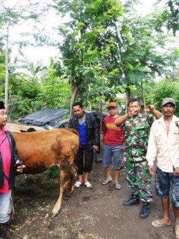 Dikejar Hingga Pandanwangi, Warga dan Aparat Ungkap Pelaku Maling Sapi