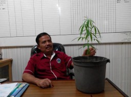 Tanam Ganja di Pot, Sahroni Ditangkap Polres Lumajang