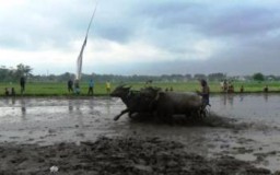 Unik, Kerbau Hewan Malas Ternyata Juga Bisa Lari Kencang