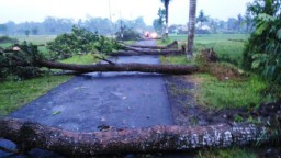 Hujan dan Angin Kencang, Puluhan Pohon Mahoni Pinggir Jalan Tumbang