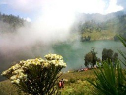 Ke Ranu Kumbolo, Pimred Lumajangsatu.com Disambut Bunga Keabadian (Edelwies)