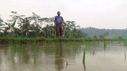 Muara Tertutup Tumpukan Pasir, Air Sungai Tlepuk Pasirian Rendam Lahan Pertanian