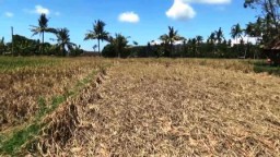 Diserang Hama Wereng, Petani Pasirian Terancam Gagal Panen