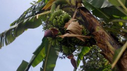 Bibit Pisang Bertandan 4 Satu Pohon Didapatkan dari Jember