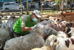 Pemeriksaan Hewan Qurban, Petugas Temukan Empat Domba Tak Layak Qurban