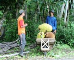 Takut Dimakan Monyet, Petani Nangka Panen Dini