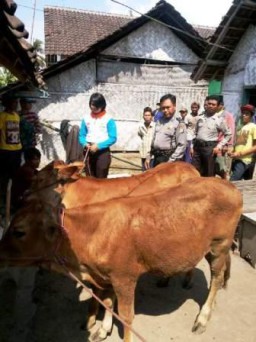 Bawa Anjing Pelacak, Warga Kunir Kidul Temukan Sapi Yang Dicuri di Tempeh Kidul