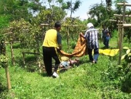 Buari, Kakek Tua Ditemukan Tewas Dalam Kondisi Membusuk Dikebun Jeruk