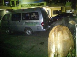 Polisi Berhasil Ringkus Satu Maling Sapi Yang Gunakan Ambulance Desa