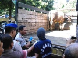 Sapi Disembunyikan di Kamar, Abdul Aziz Maling Asal Sukorejo-Kunir Diringkus Polisi