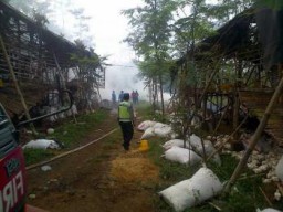 Si Jago Merah Lalap Kandang, Ribuan Ayam Potong Gosong