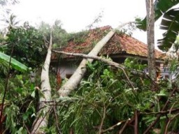 Diterpa Angin Puting Beliung, Pohon Tumbang Rusak Rumah Warga Ranuyoso