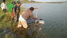 Mayat Laki-laki Tanpa Identitas Mengambang Dibekas Galian Pasir Besi Dusun Dampar