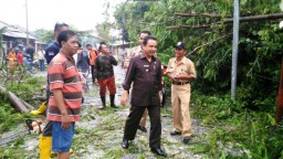 Bupati Asat Pantau Langsung Penanganan Pohon Tumbang Akibat Puting Beliung