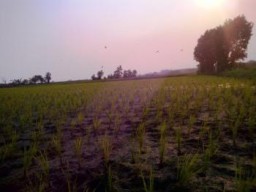 Keserakahan Tambang DI TANAH KAMI SAWAH TAK SUBUR LAGI