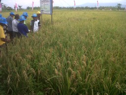 Dinas Pertanian Terus Berupaya Tingkatkan Hasil Panen Petani