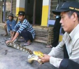 Ular Sanca Penunggu Gunung Lemongan Gegerkan Warga