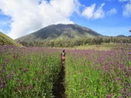 Tim SAR Sisir Dari Tawon Songo Cari Jejak Pendaki Asal Bogor Yang Hilang di Semeru