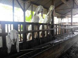 Turun Dari B 29, Pengunjung Bisa Nikmati Segarnya Susu Kambing Etawa Senduro