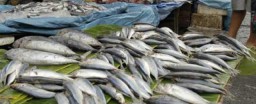 Solar Langka, Ikan Laut Ikut Menghilang di Pasaran