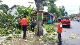 Hujan Campur Angin, Pohon Mahoni Timpa Pengendara Motor di Kunir