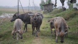 Marak Pencurian Kerbau, Peternak 4 Desa Siaga Satu Untuk Mengungkap