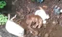 Heboh, 2 Bangkai Anak Sapi Dibuang di Sungai Randuagung Lumajang