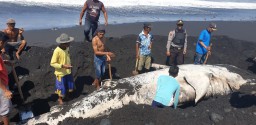 Bangkai Ikan Paus Tutul Dikubur Demi Hindari Bau Busuk