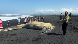 Bangkai Ikan Paus Terdampar di Pantai Selatan Lumajang