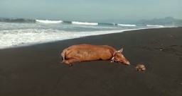 Viral Penemuan Bangkai Sapi Misterius di Pantai Bambang Lumajang