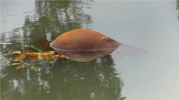 Bangkai Sapi PMK Hanyut di Sungai Bondoyudo Lumajang Menuju Jember