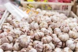 Harga Bawang Putih di Lumajang Bikin Nangis