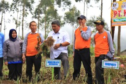 90-an Lumajang Berjaya Sebagai Penghasil Bawang Putih Nasional