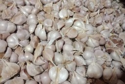 Harga Bawang Putih Rp 31 Ribu, Emak-emak Lumajang Bersyukur Bisa Beli Daster