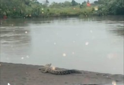 Heboh Buaya Muncul di Muara Sungai Meleman Lumajang