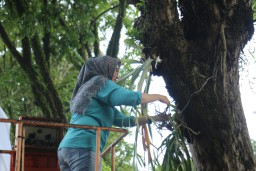 Anggrek Ekor Tupai Khas Lumajang Dibudidayakan di Pohon Pinggir Jalan